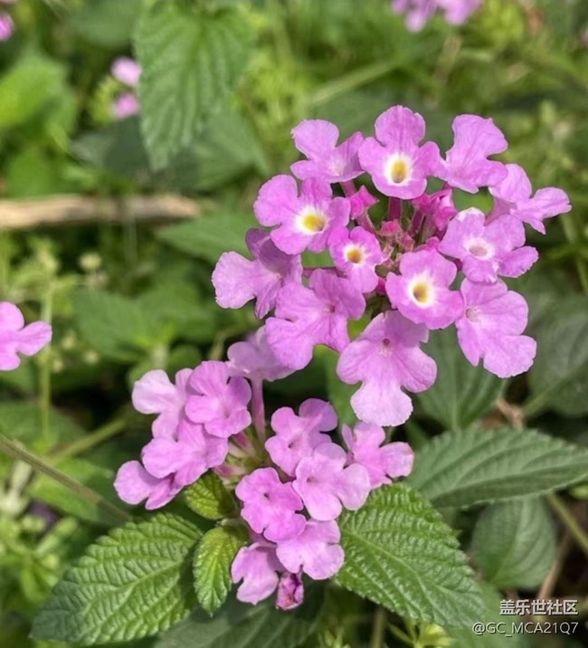 【春日盛景】校園美景