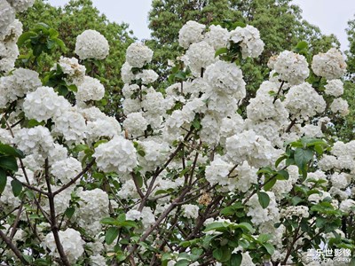 【慢想時(shí)光】午后