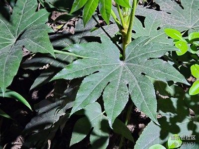 【春之夜】+賞春