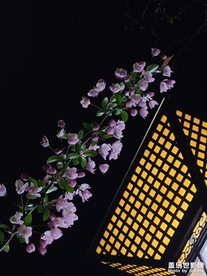 【春之夜】海棠花未眠