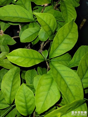 【春之夜】+ 綠植和花朵