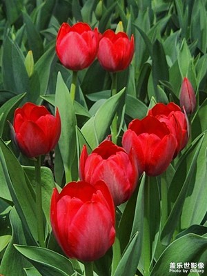 【慢想時(shí)光】郁金香之美