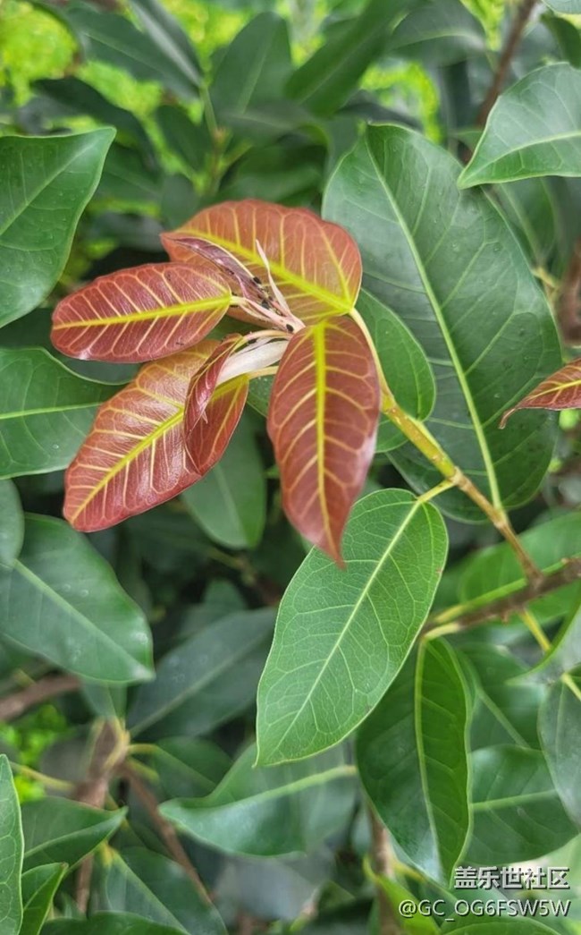 【春日盛景】嫩葉
