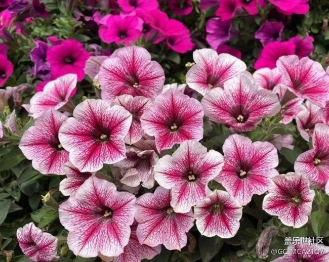 【春日盛景】校園美景