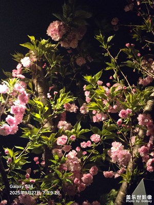 【春之夜】夜晚散步隨拍