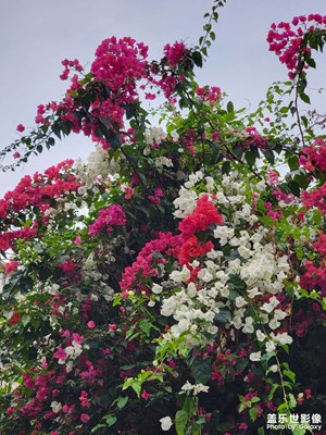 【慢想時光】春天花開