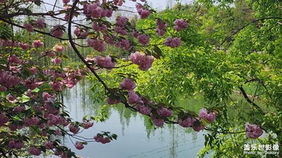 【慢想時(shí)光】+青白江鳳凰湖看櫻花桂湖七里香瀑布花海
