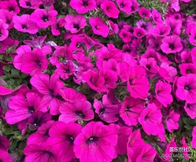 【春日盛景】校園美景