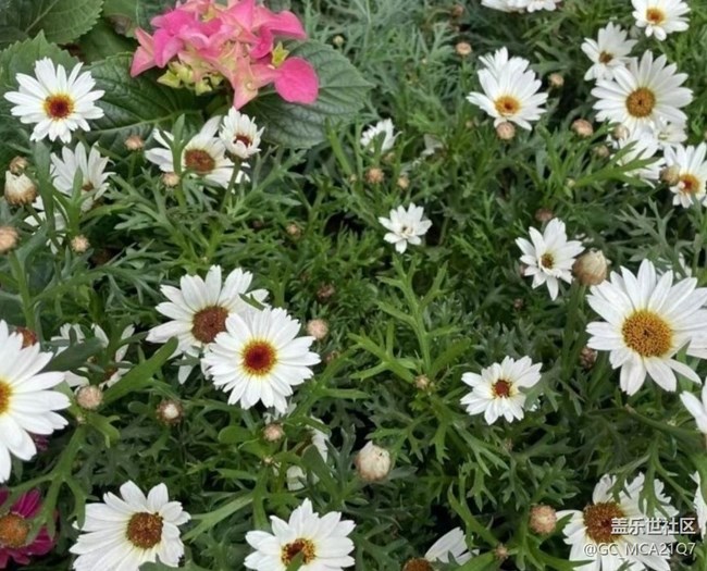 【春日盛景】校園美景