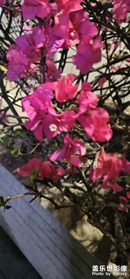 【 春之夜 】+花