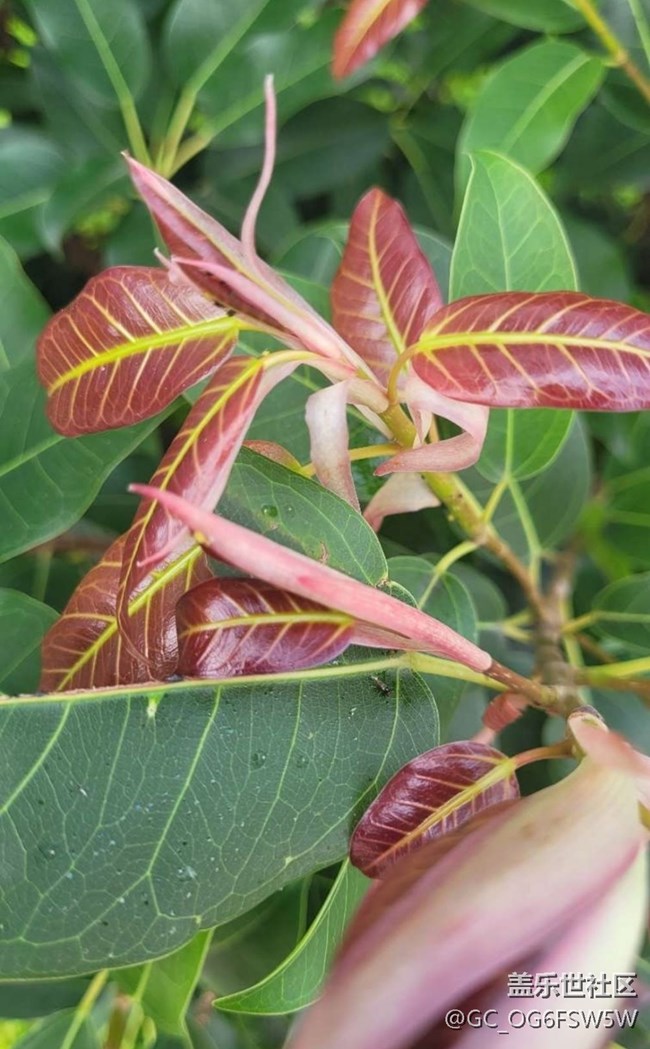 【春日盛景】嫩葉