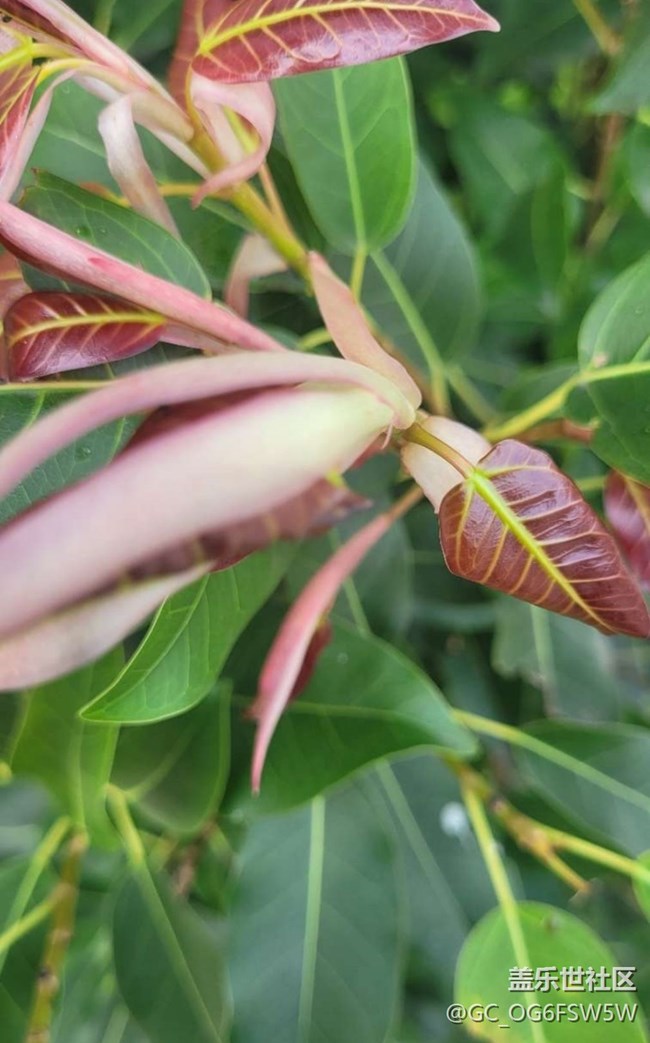 【春日盛景】嫩葉