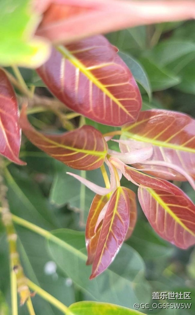 【春日盛景】嫩葉