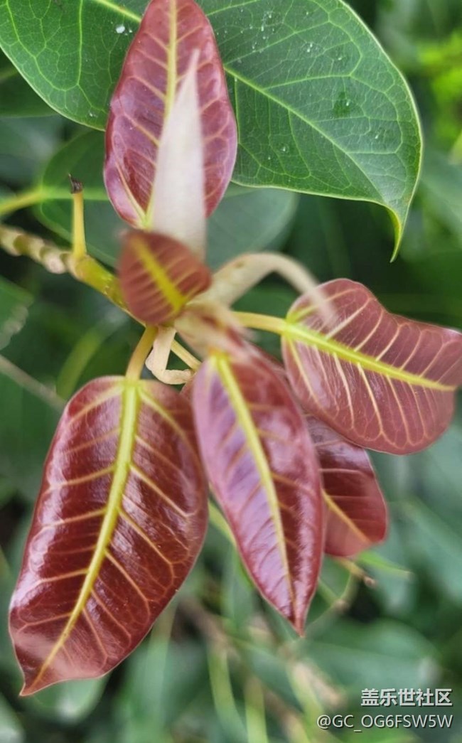 【春日盛景】嫩葉