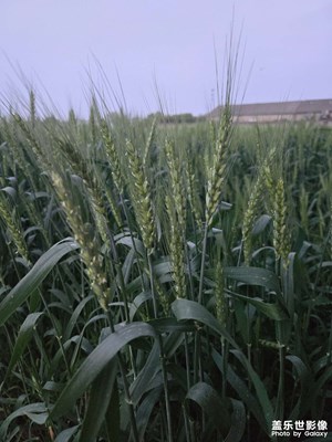 【慢想時光】如茶煙裊裊