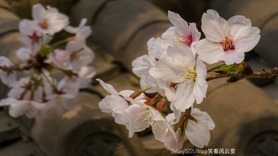 Galaxy S22Ultra   爛漫春櫻