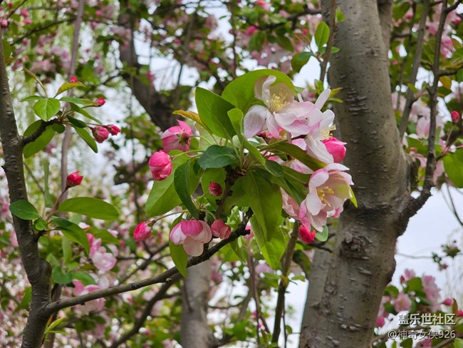 【拈花拾趣】珠花
