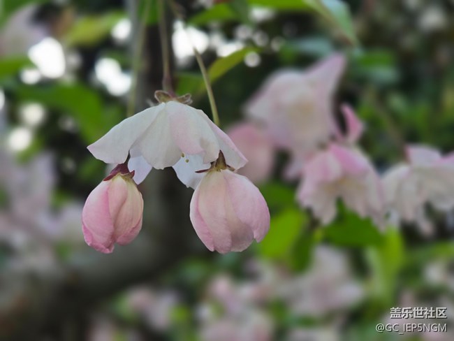 #擁抱大自然——垂絲海棠