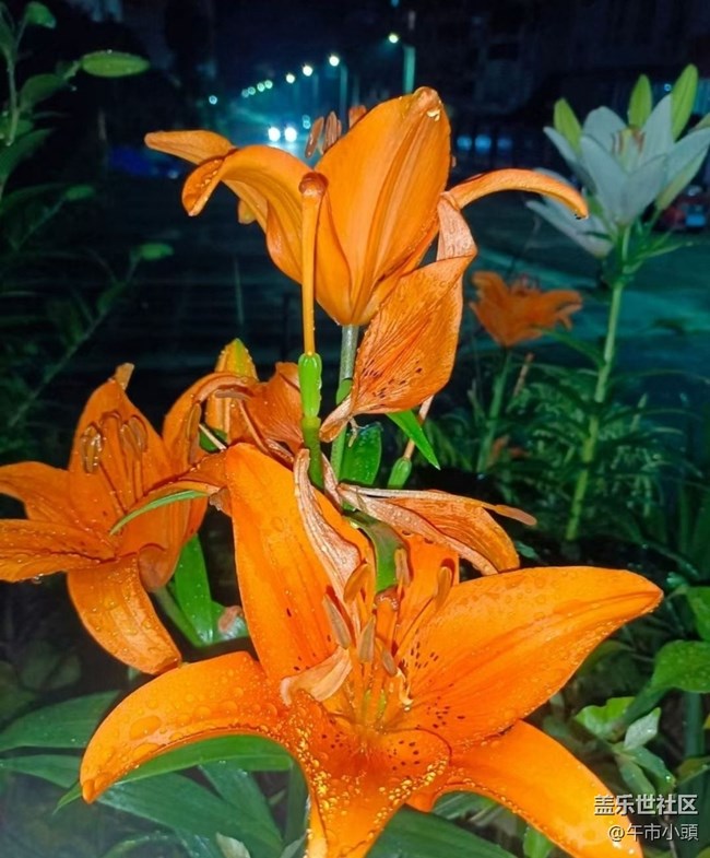 【春色撩人】后花園