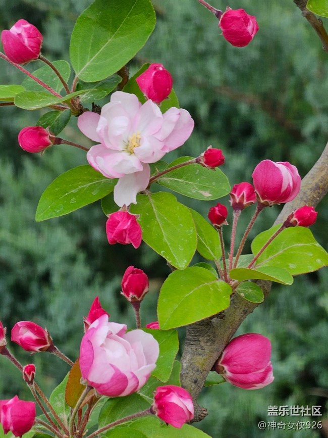 【拈花拾趣】迎風(fēng)綻放