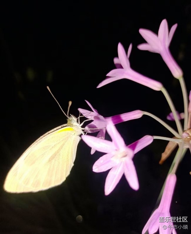 【春色撩人】后花園