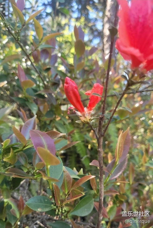 【春日盛景】映山紅