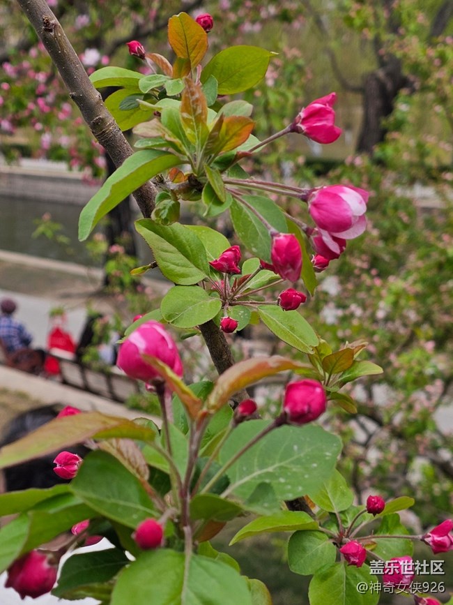 【拈花拾趣】待放