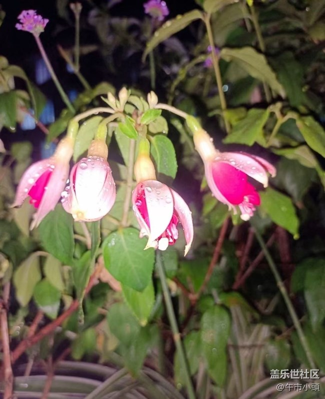 【春色撩人】后花園