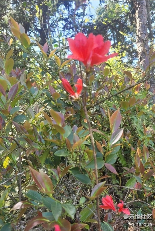 【春日盛景】映山紅