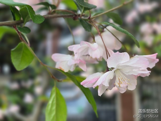 #擁抱大自然——垂絲海棠