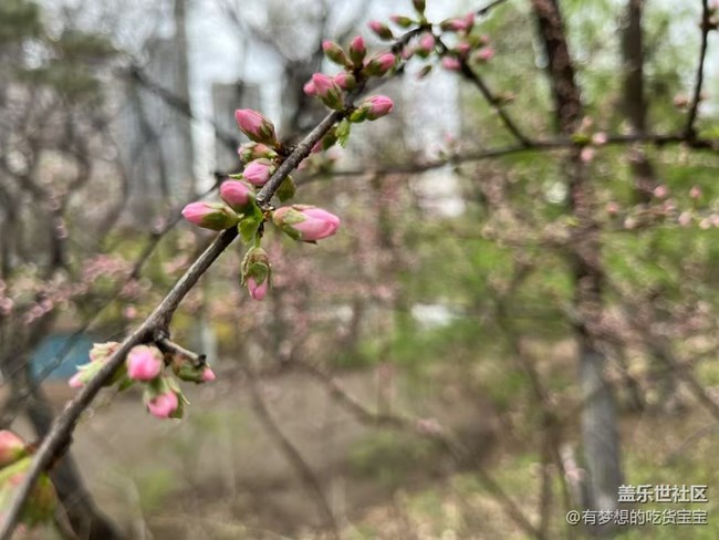 青年公園游覽及拍攝活動(dòng)回顧貼