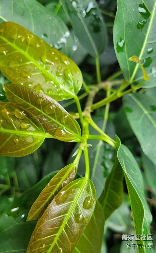 【春日盛景】雨后
