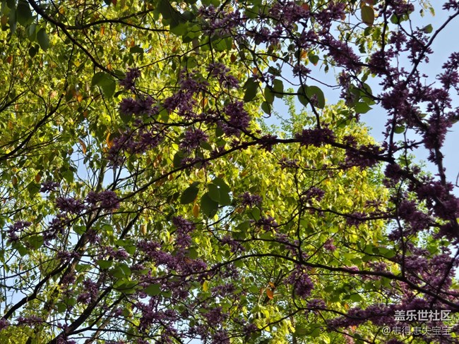 #擁抱大自然——賞花