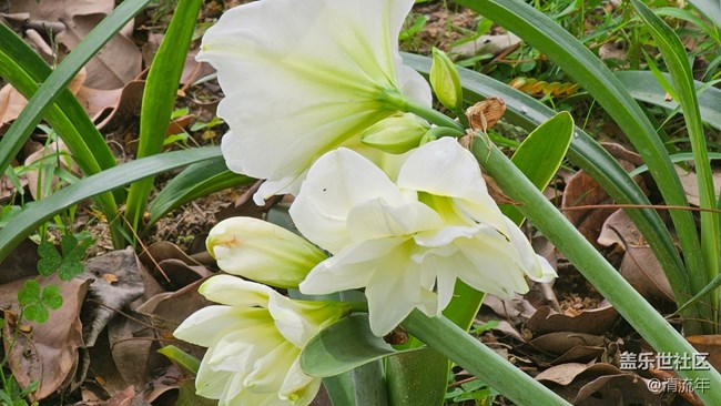 【花花世界】朱頂紅