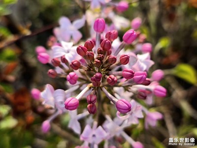 【慢想時光】+春天，慢慢賞花