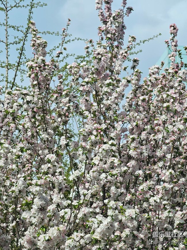 【拈花拾趣】密集的花