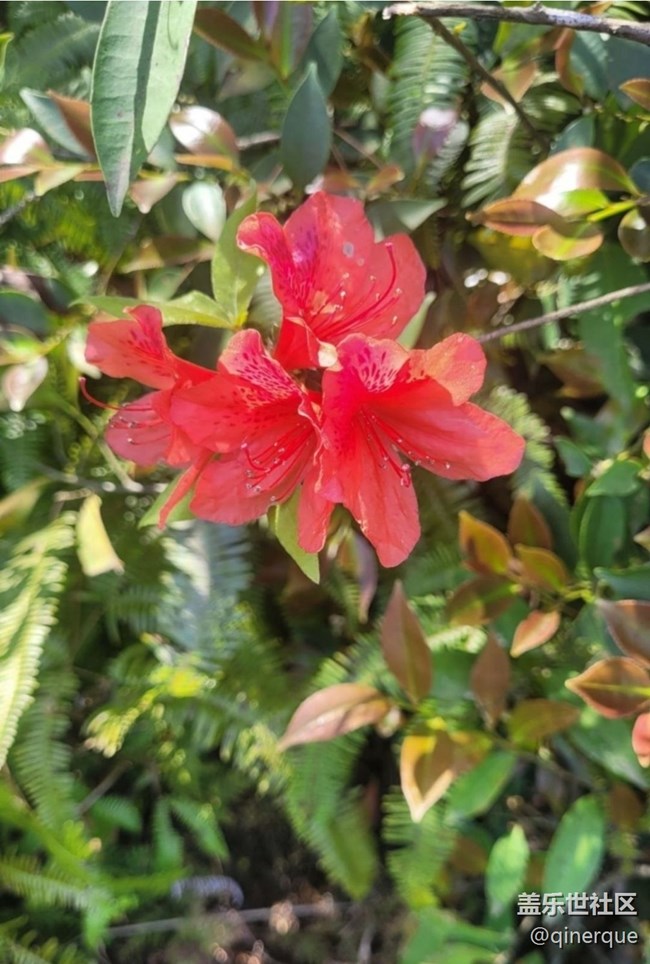 【春日盛景】映山紅