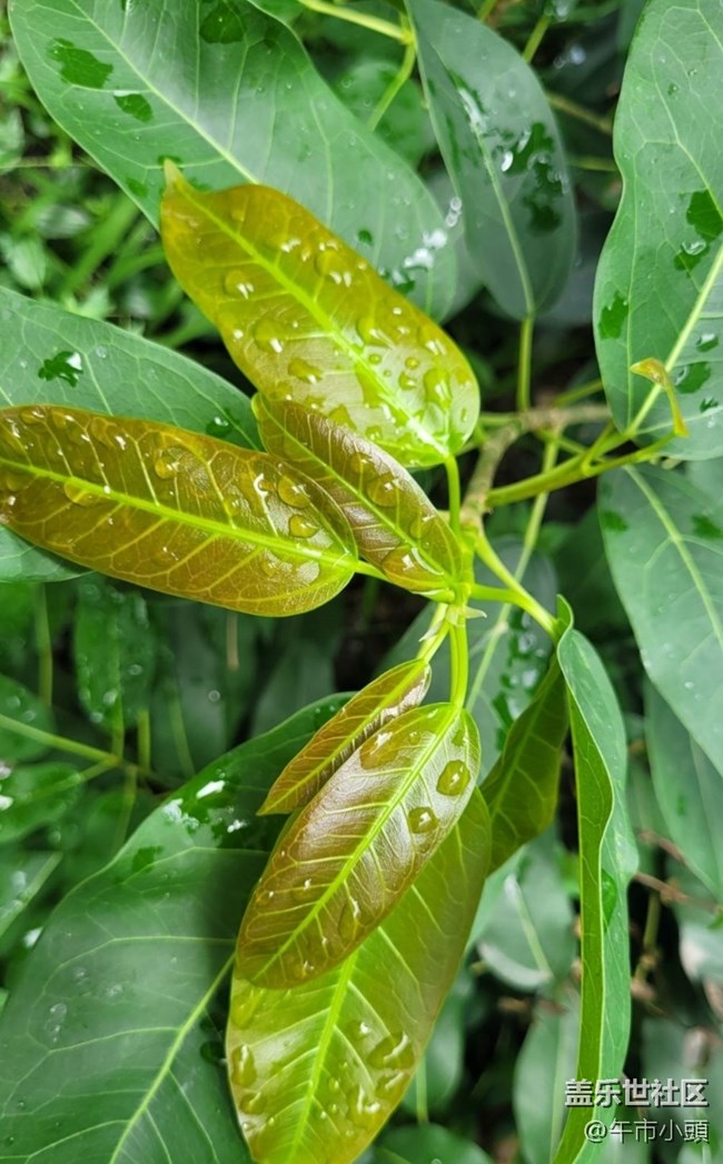 【春日盛景】雨后