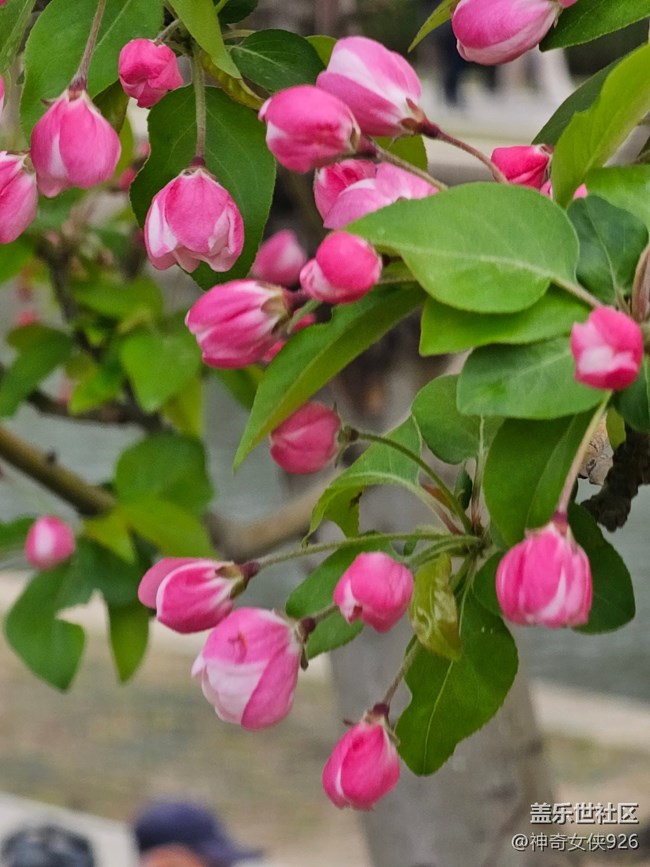 【拈花拾趣】待放