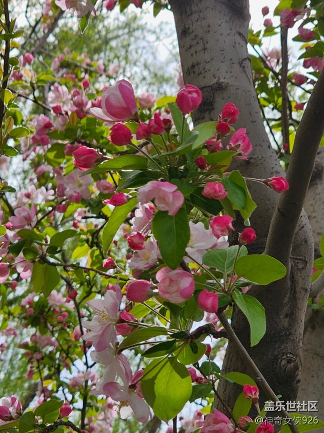 【拈花拾趣】迎風(fēng)綻放