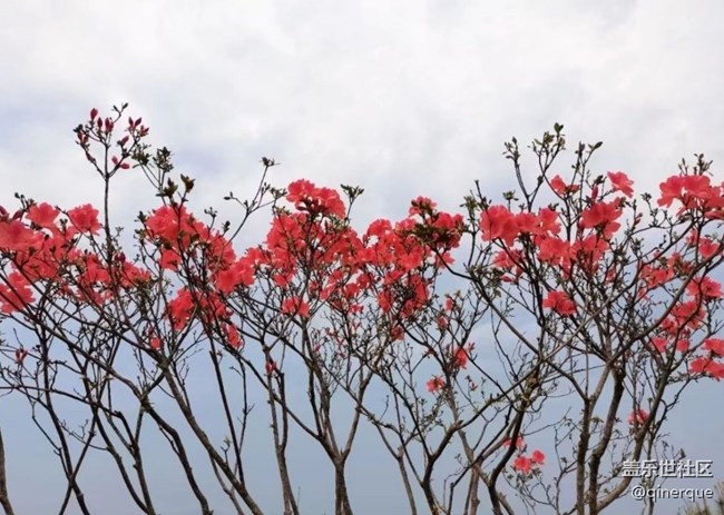 【春色撩人】杜鵑花