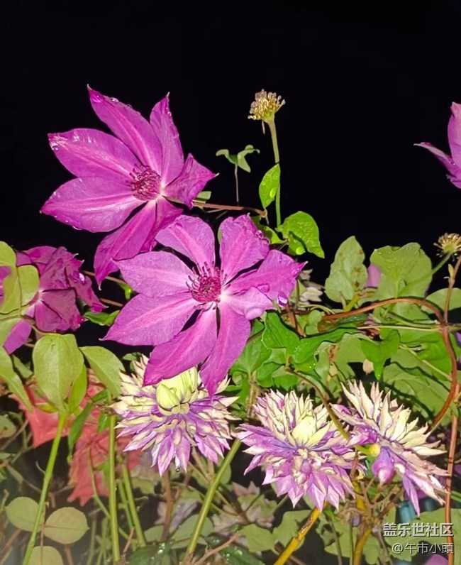 【春色撩人】后花園