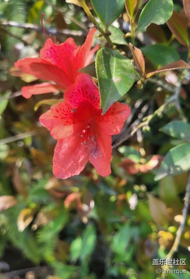 【春日盛景】映山紅