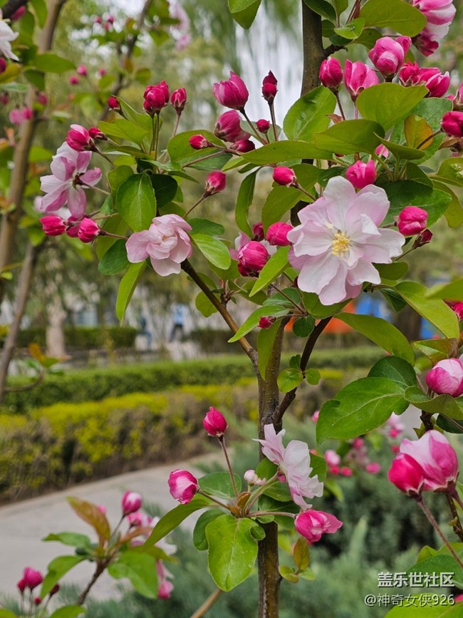 【拈花拾趣】迎風(fēng)綻放