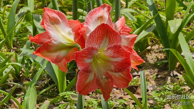 【花花世界】朱頂紅