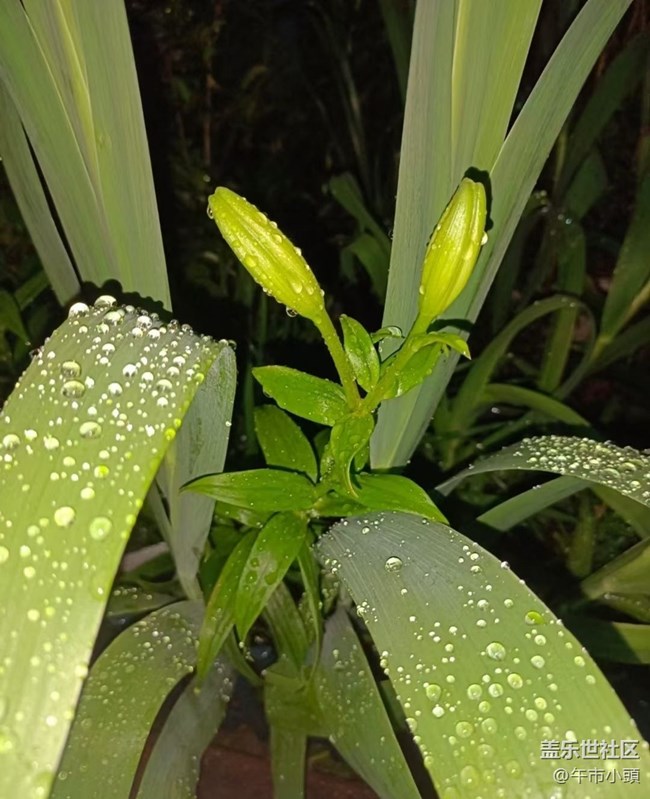 【春色撩人】后花園