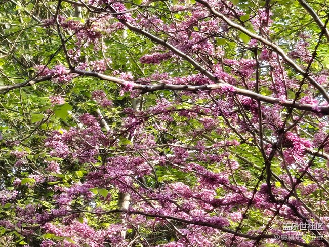 #擁抱大自然——賞花