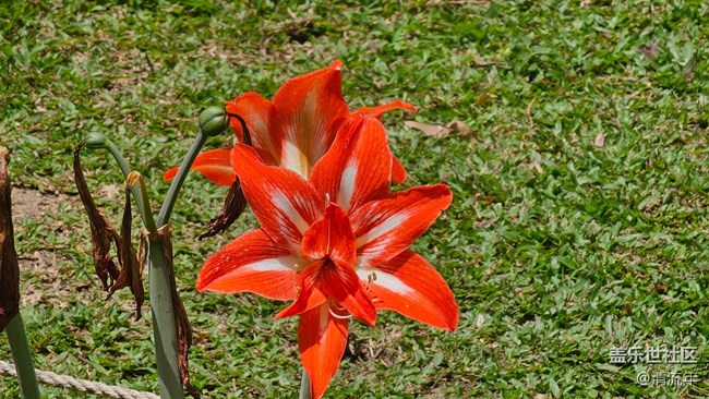 【花花世界】朱頂紅