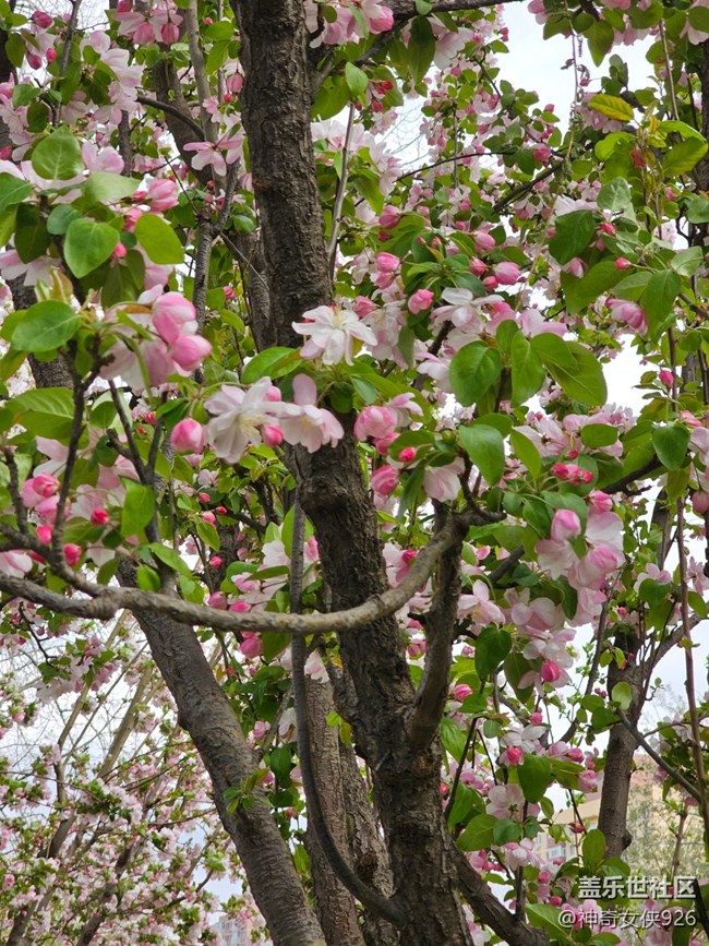 【拈花拾趣】珠花