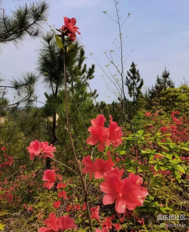 【春色撩人】杜鵑花